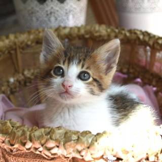 Brown kitty cat wallpaper