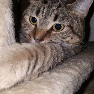 Brown kitty cat wallpaper