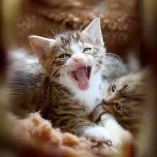 Brown kitty cat wallpaper