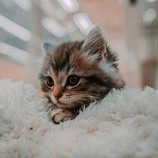 Brown kitty cat wallpaper