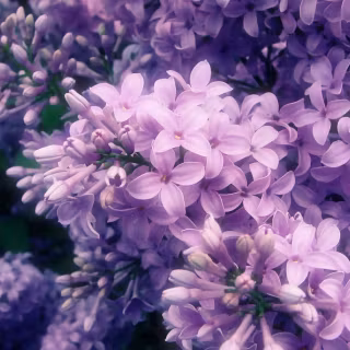 Computer lilac wallpaper