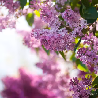 Computer lilac wallpaper