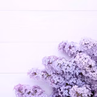 Computer lilac wallpaper