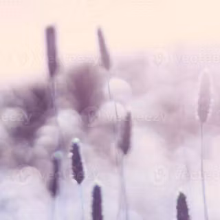 Computer lilac wallpaper