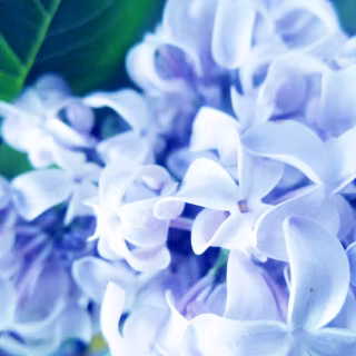 Computer lilac wallpaper