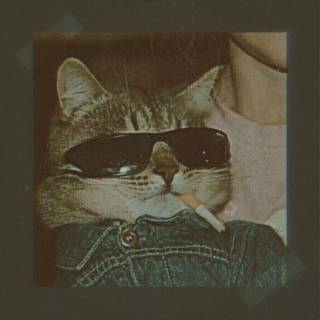 Smoking cat wallpaper