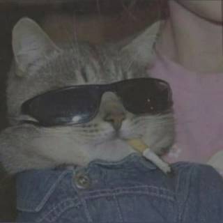 Smoking cat wallpaper