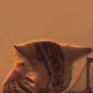 Smoking cat wallpaper