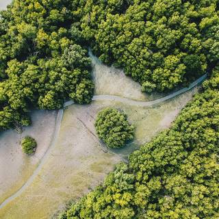 Afforestation wallpaper