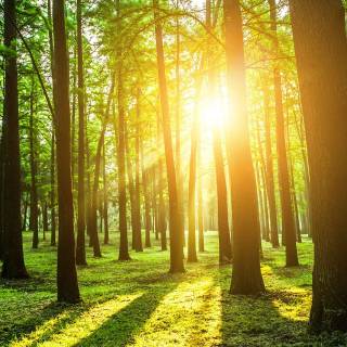 Afforestation wallpaper