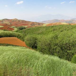 Afforestation wallpaper