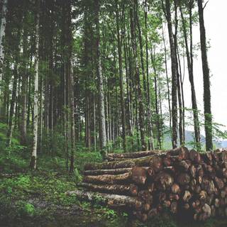 Afforestation wallpaper