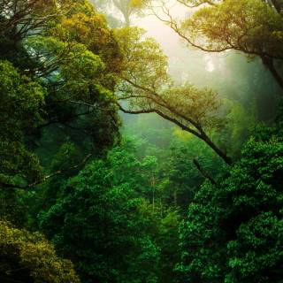 Afforestation wallpaper