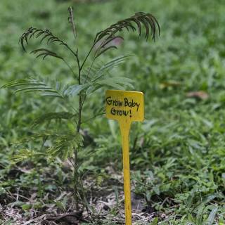 Afforestation wallpaper