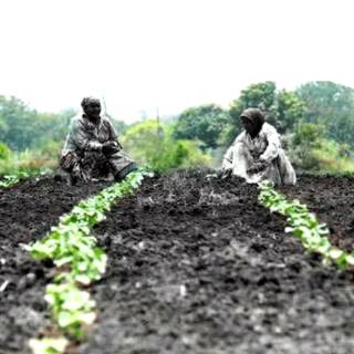 Afforestation wallpaper