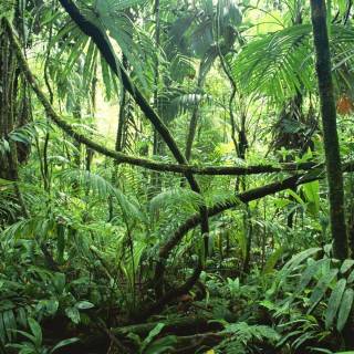 Afforestation wallpaper