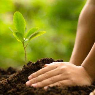 Afforestation wallpaper