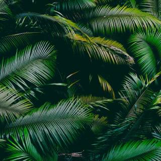 Afforestation wallpaper