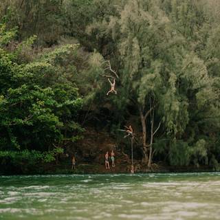 Afforestation wallpaper