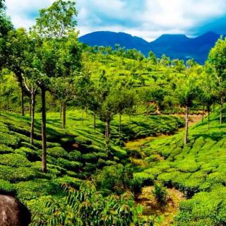 Afforestation wallpaper