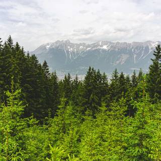 Afforestation wallpaper