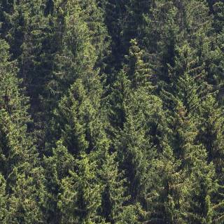 Afforestation wallpaper