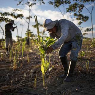 Afforestation wallpaper