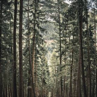 Afforestation wallpaper