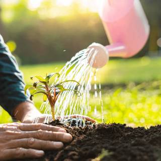 Afforestation wallpaper