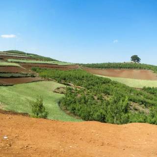 Afforestation wallpaper