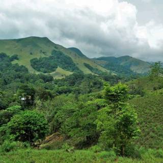 Afforestation wallpaper