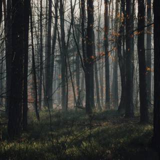 Afforestation wallpaper