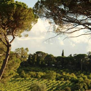 Afforestation wallpaper