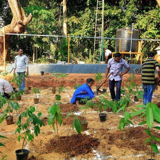 Afforestation wallpaper