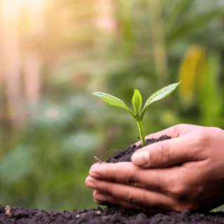 Afforestation wallpaper