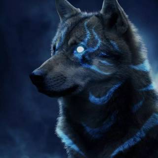 Husky mobile wallpaper