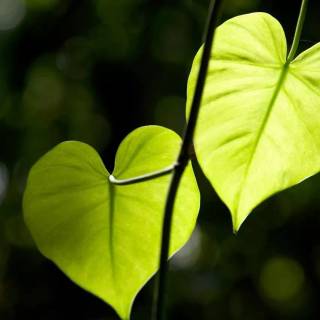 Nature heart wallpaper