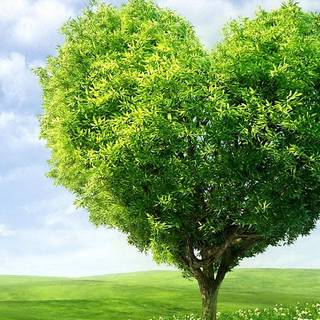 Nature heart wallpaper