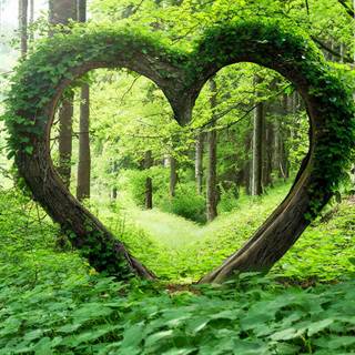 Nature heart wallpaper