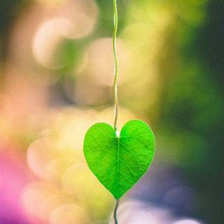 Nature heart wallpaper
