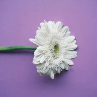 Purple and white 4k wallpaper