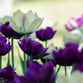 Purple and white 4k wallpaper