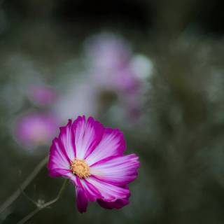 Purple and white 4k wallpaper