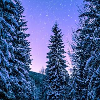 Nature night phone wallpaper