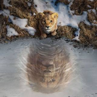 Mufasa The Lion King 4k 2025 movie wallpaper