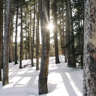 Winter and sun wallpaper