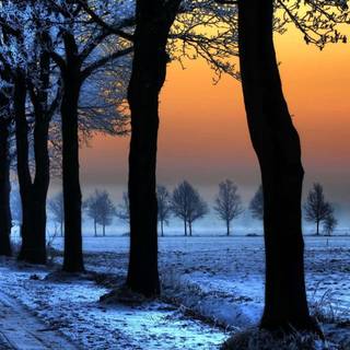 Winter and sun wallpaper