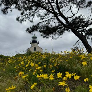 Lighthouse spring wallpaper