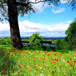 Spring day HD wallpaper