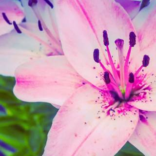 Spring lillies wallpaper